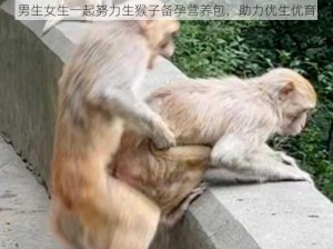 男生女生一起努力生猴子备孕营养包，助力优生优育