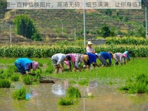 夫妻一百种插秧图片，高清无码，细节满满，让你身临其境