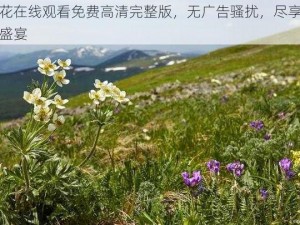 野花在线观看免费高清完整版，无广告骚扰，尽享视觉盛宴