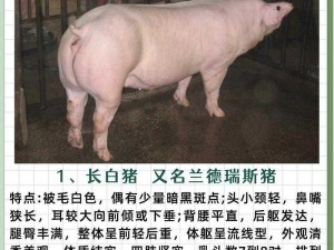 欧美 z000z 猪，优质猪种，肉质鲜嫩，营养丰富