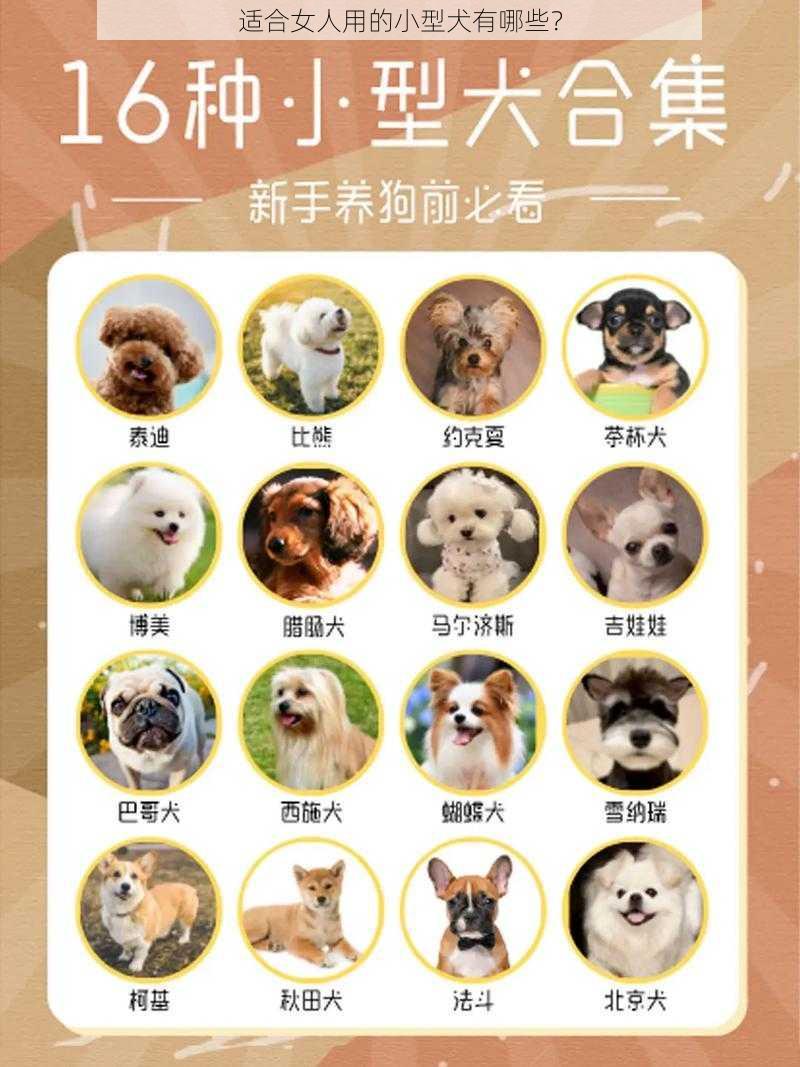 适合女人用的小型犬有哪些？