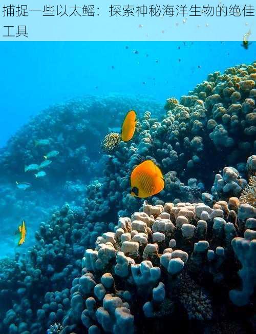 捕捉一些以太鳐：探索神秘海洋生物的绝佳工具