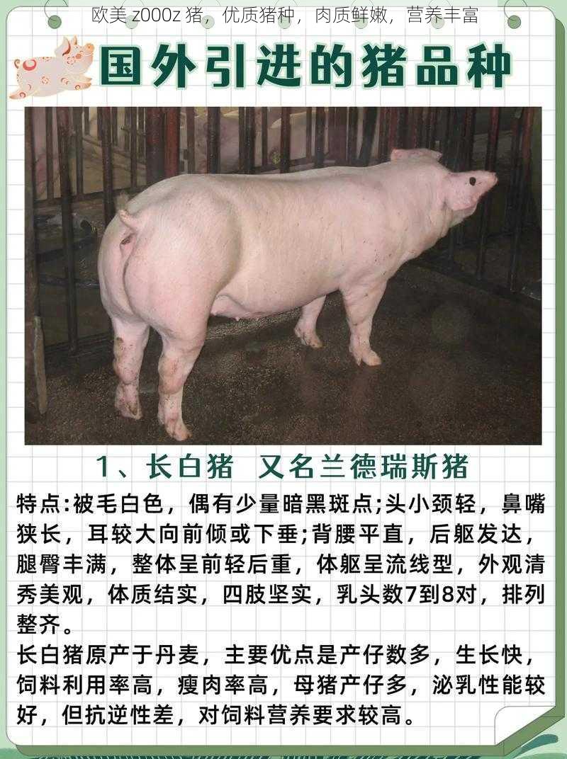 欧美 z000z 猪，优质猪种，肉质鲜嫩，营养丰富