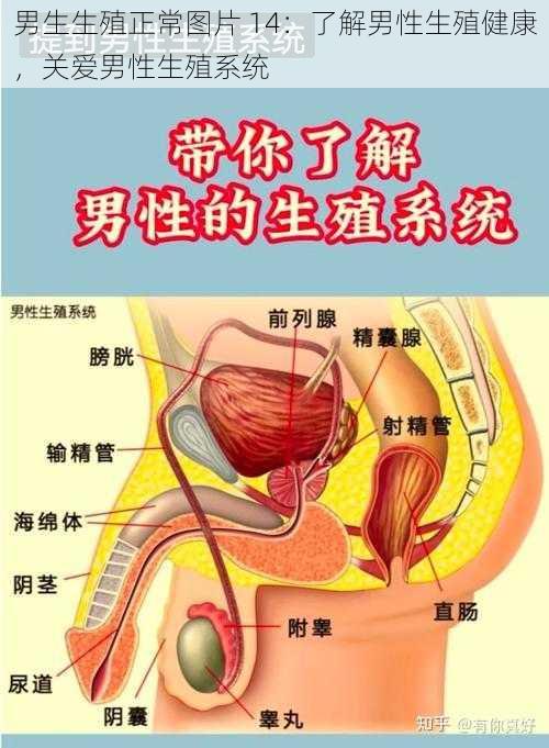 男生生殖正常图片 14：了解男性生殖健康，关爱男性生殖系统