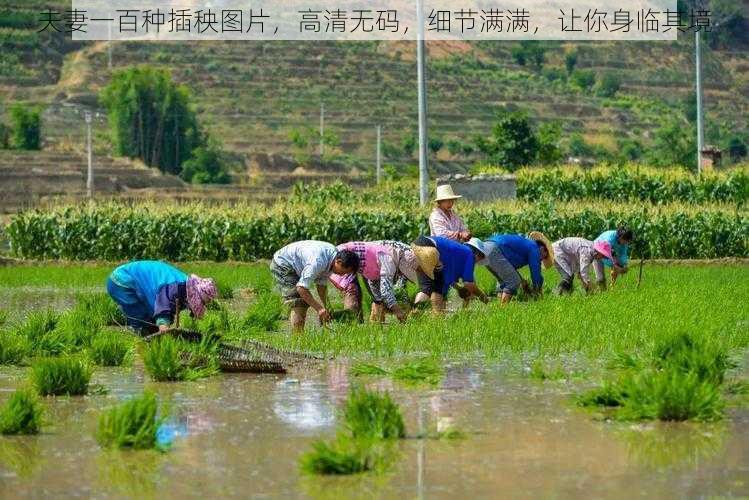 夫妻一百种插秧图片，高清无码，细节满满，让你身临其境