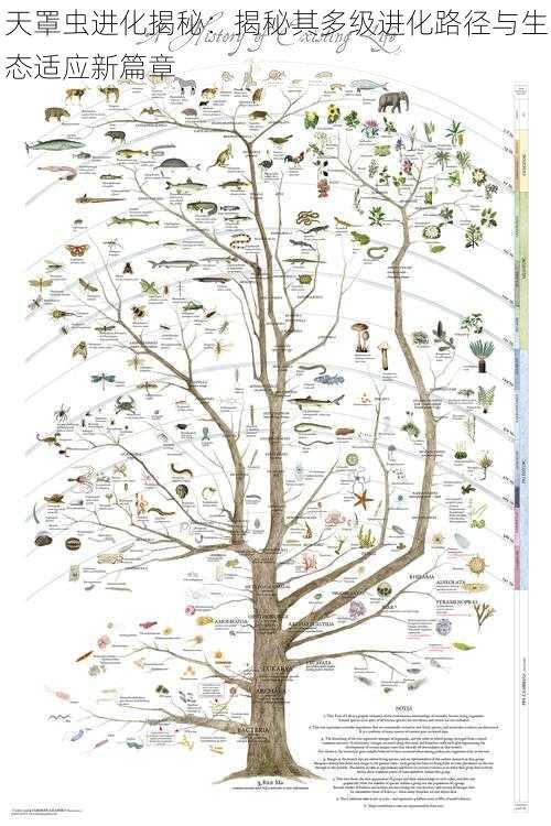 天罩虫进化揭秘：揭秘其多级进化路径与生态适应新篇章